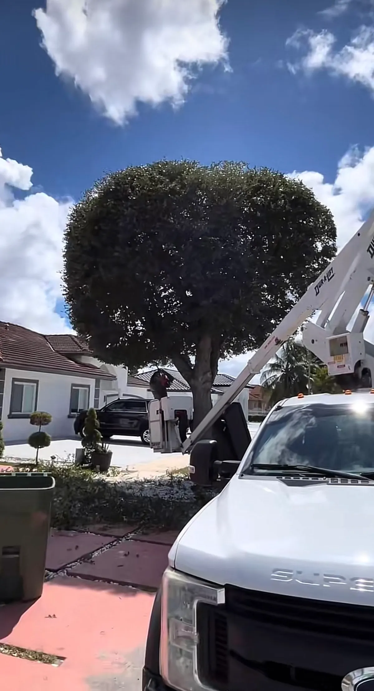Professional tree trimming with boom truck